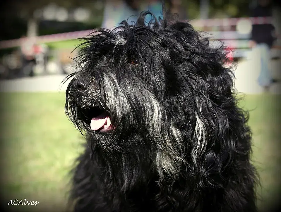 Portuguese Sheepdog photo