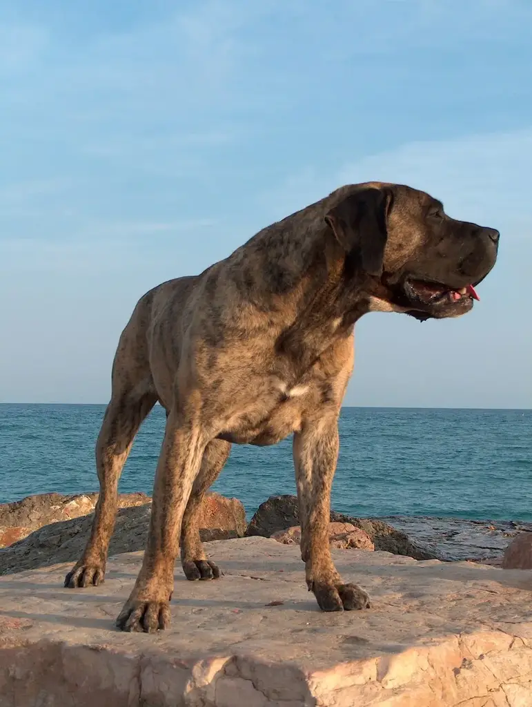 Presa Canario photo