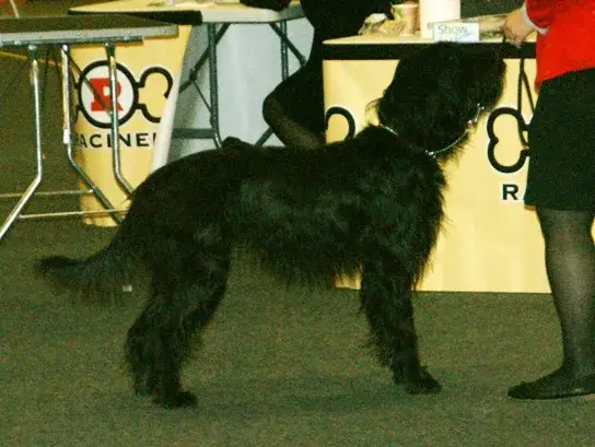 Pudelpointer photo