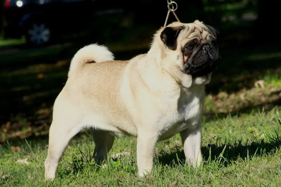 Pug photo