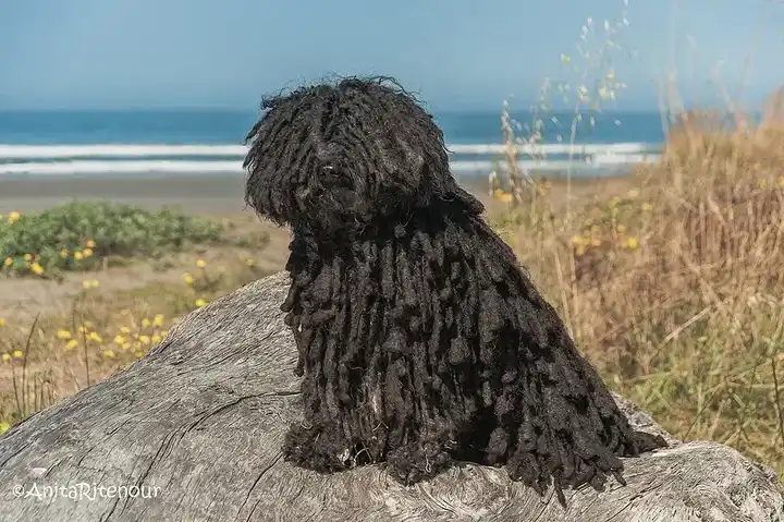 Puli photo