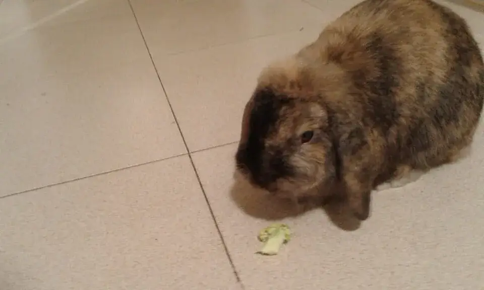 Lop Rabbit photo