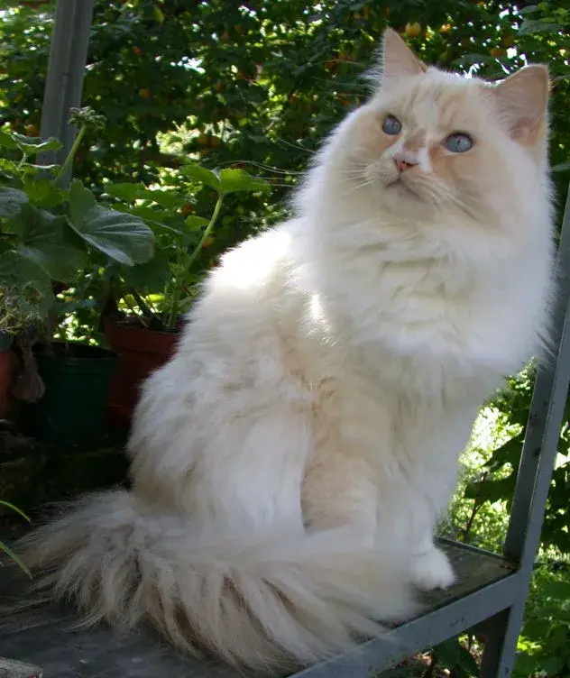 Ragamuffin photo