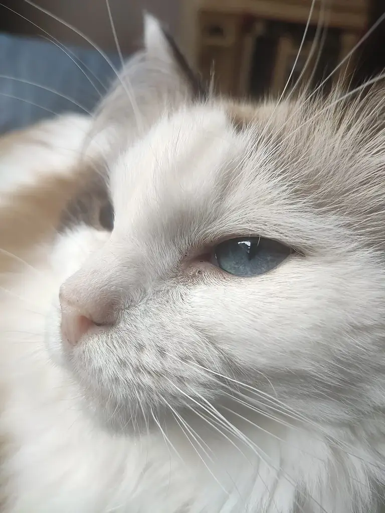 Ragdoll photo