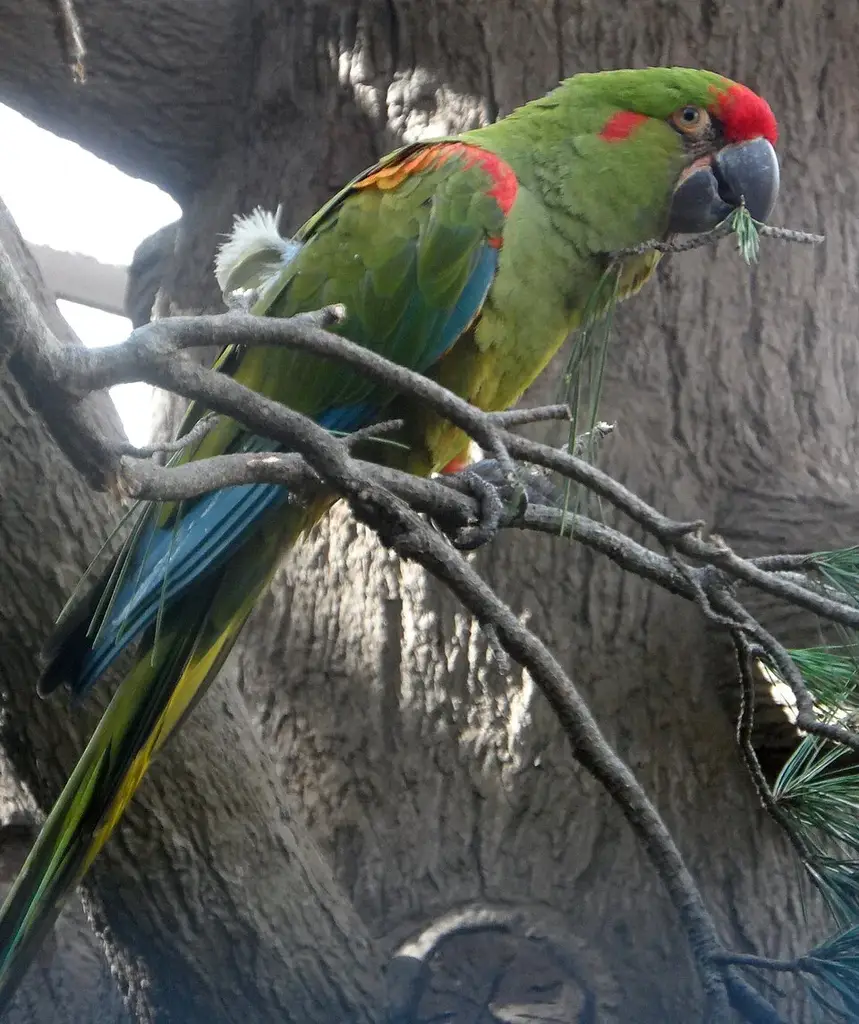 Red-Fronted Macaw photo