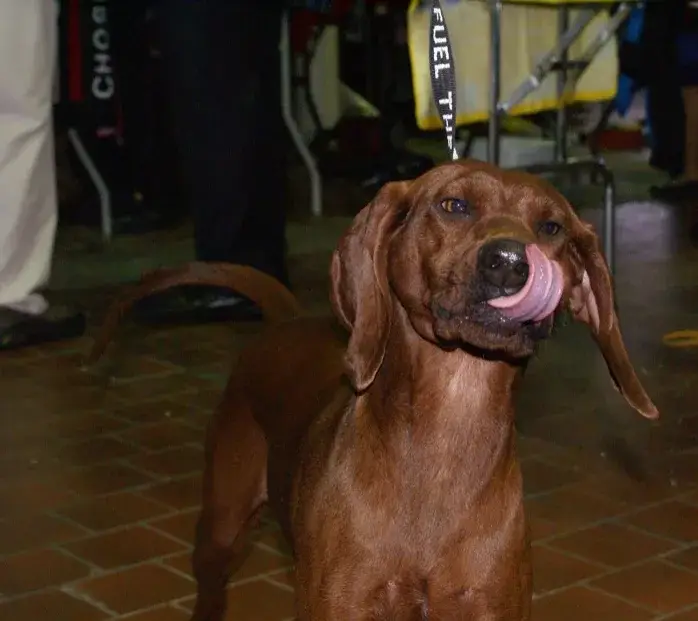 Redbone Coonhound photo