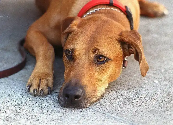 Rhodesian Ridgeback photo