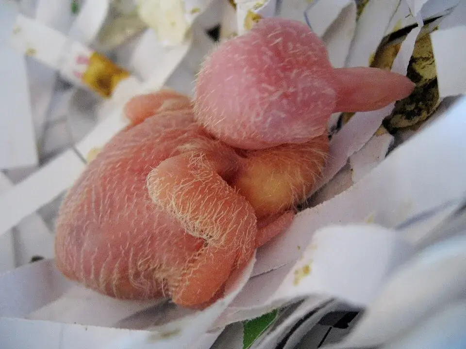 Ringneck Dove photo