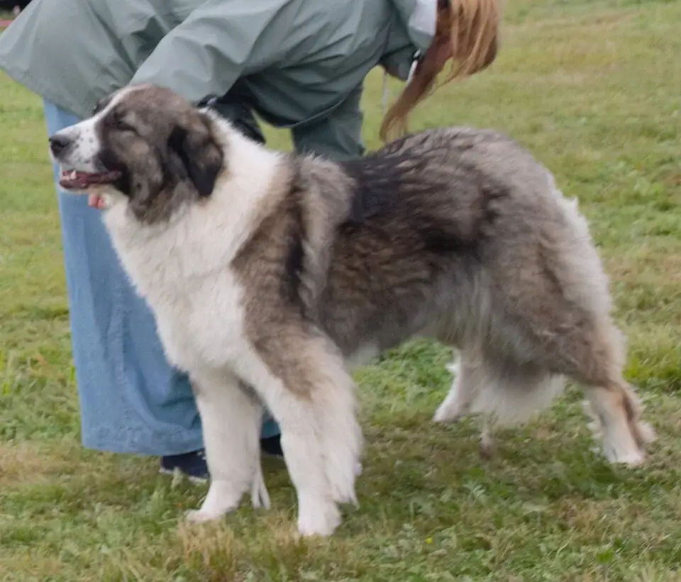 Romanian Carpathian Shepherd photo