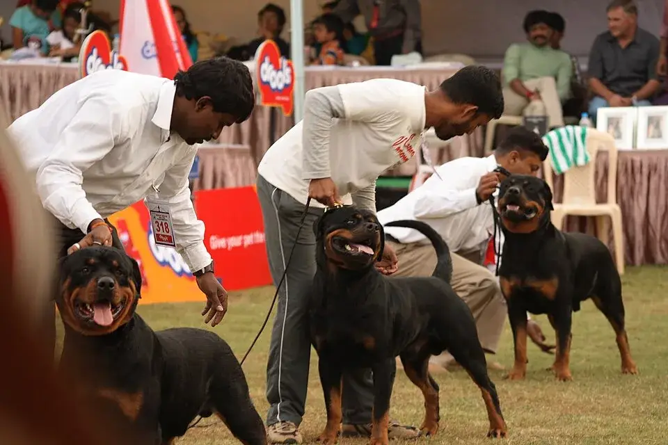 Rottweiler photo