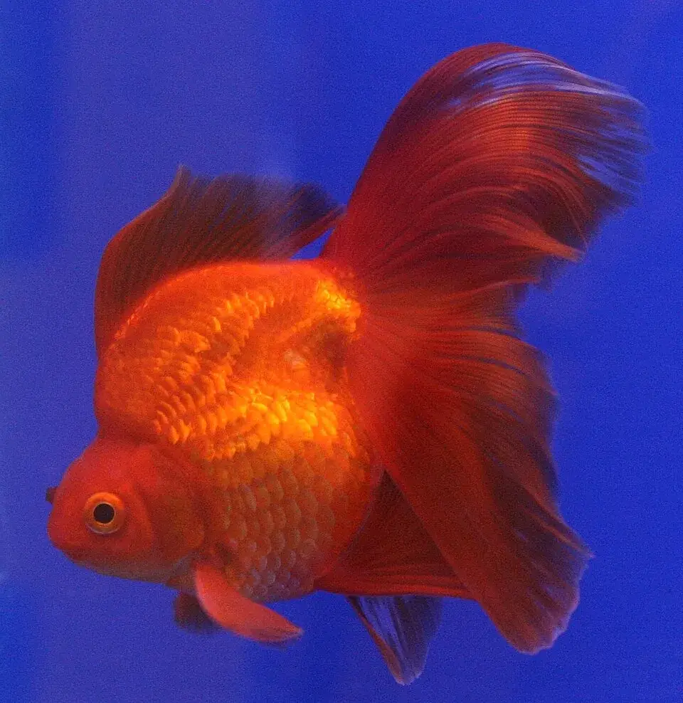 Ryukin Goldfish photo