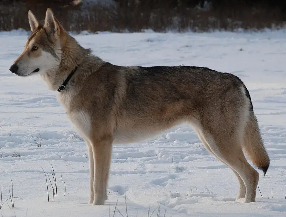 Saarloos Wolfhond photo