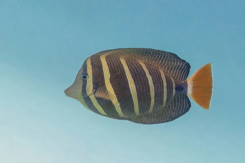 Sailfin Tang photo