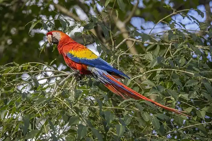 Scarlet Macaw photo