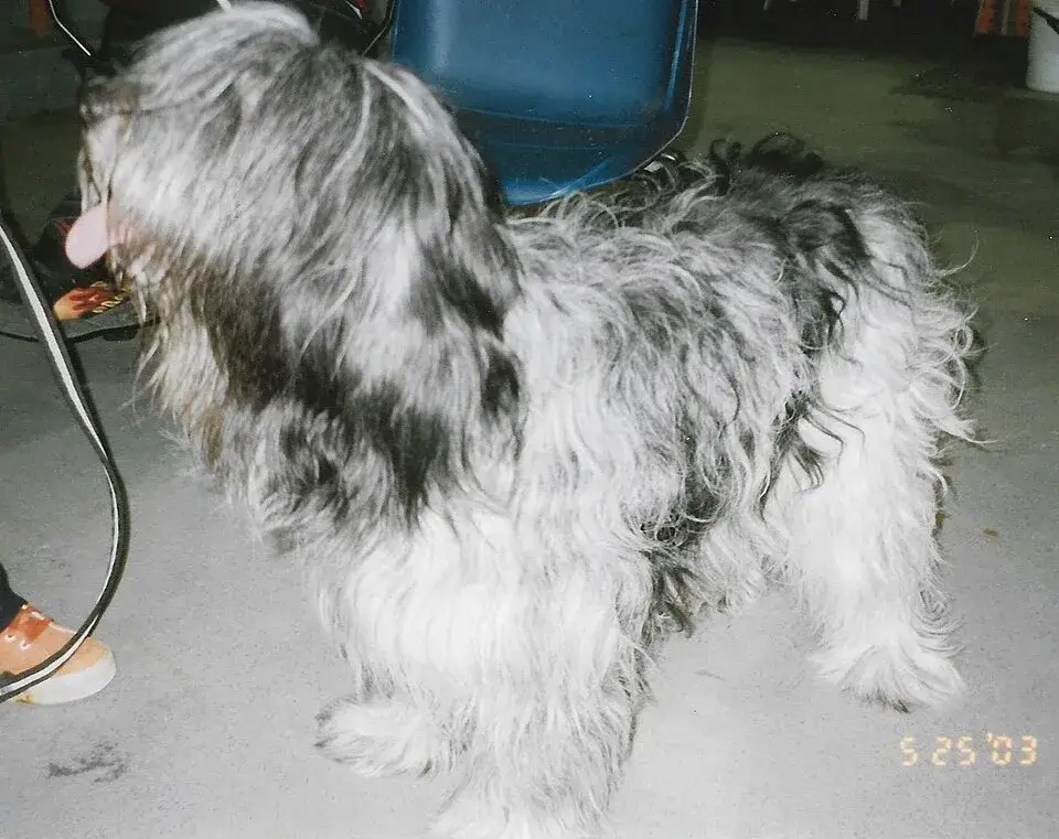 Schapendoes photo