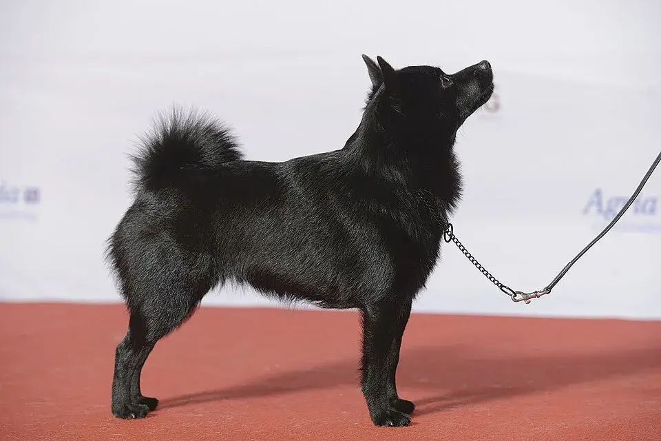 Schipperke photo