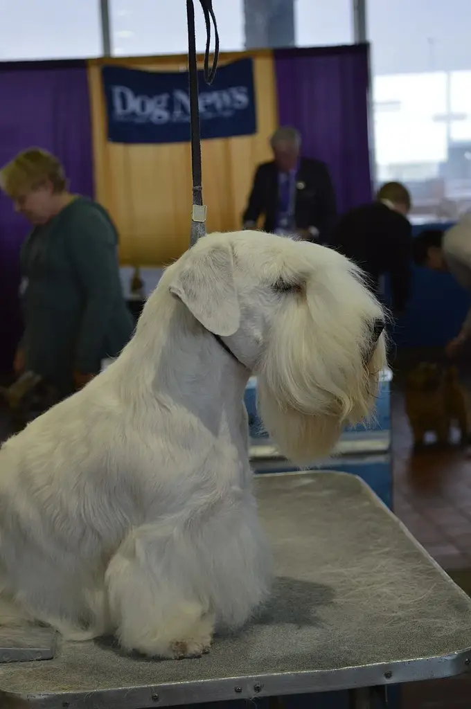 Sealyham Terrier photo