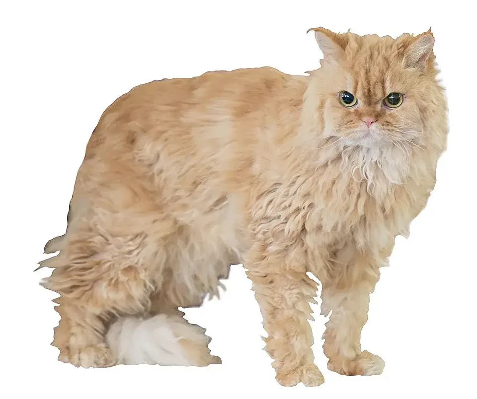 Selkirk Rex photo
