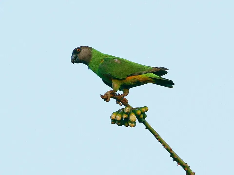 Senegal Parrot photo