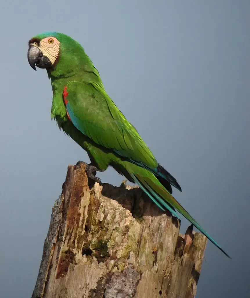 Severe Macaw photo
