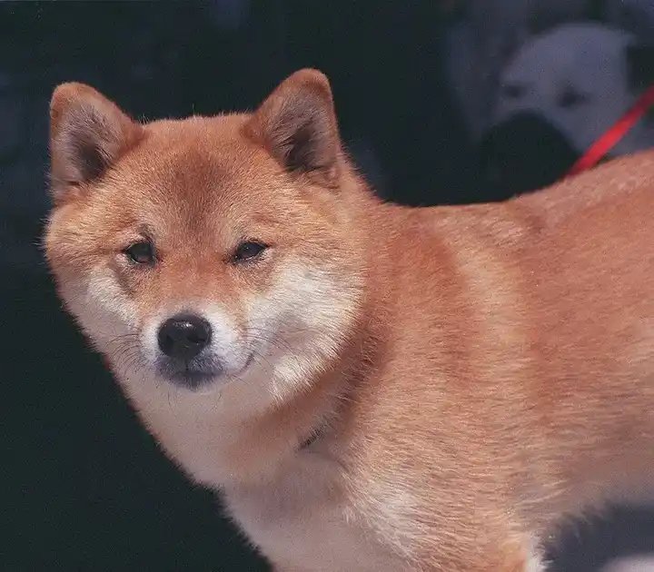Shiba Inu photo