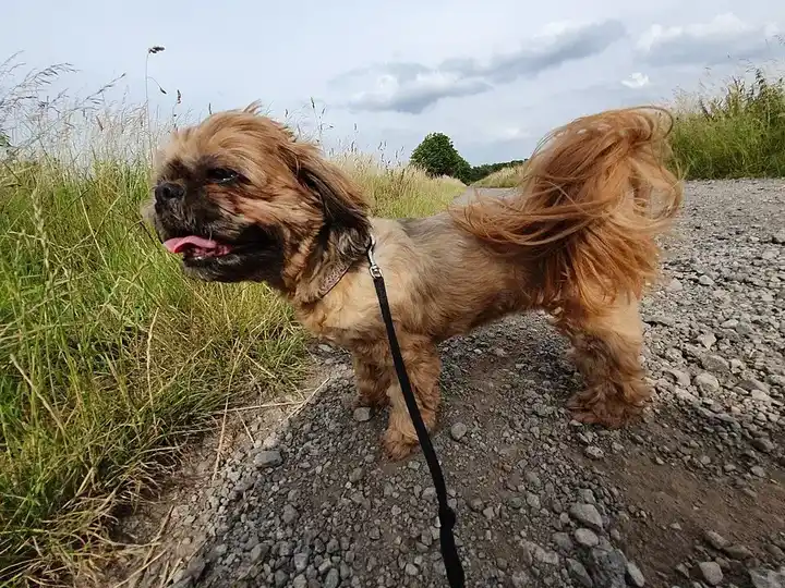 Shih Tzu photo