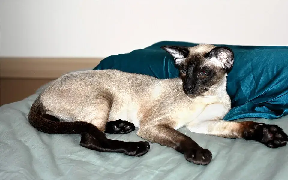 Siamese photo
