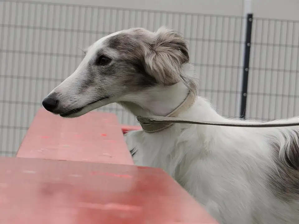 Silken Windhound photo