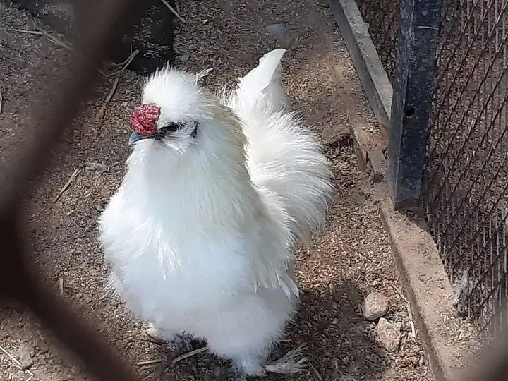 Silkie Chicken photo