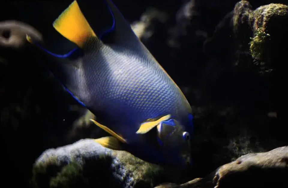 Silver Angelfish photo