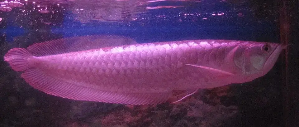 Silver Arowana photo