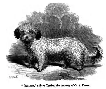 Skye Terrier photo