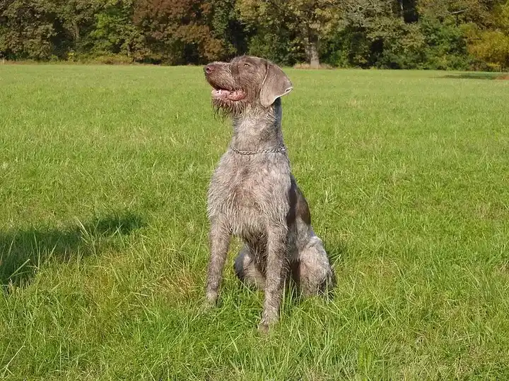Slovakian Wirehaired Pointer photo