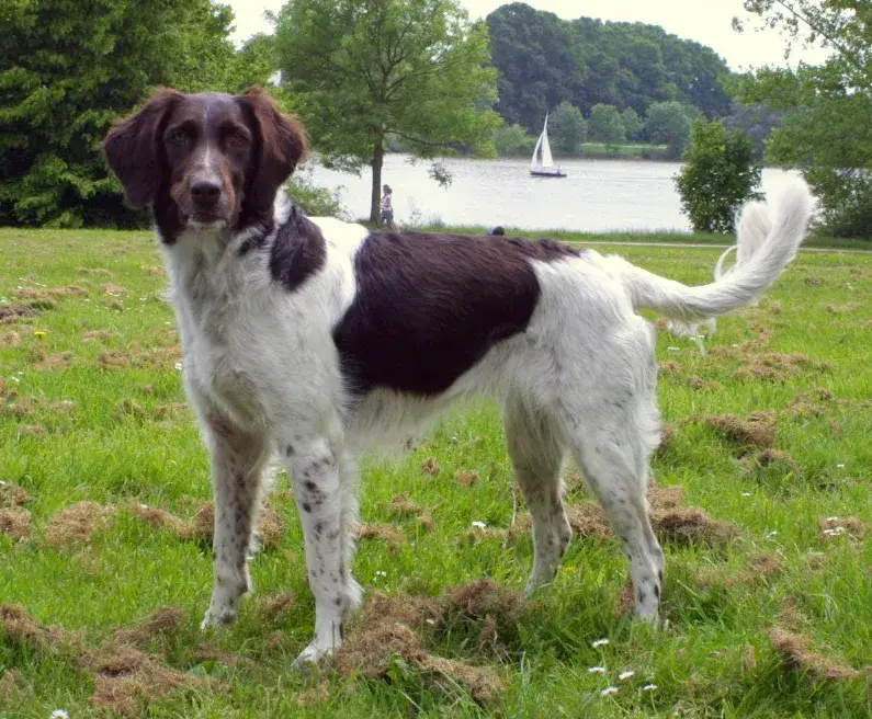 Small Munsterlander photo