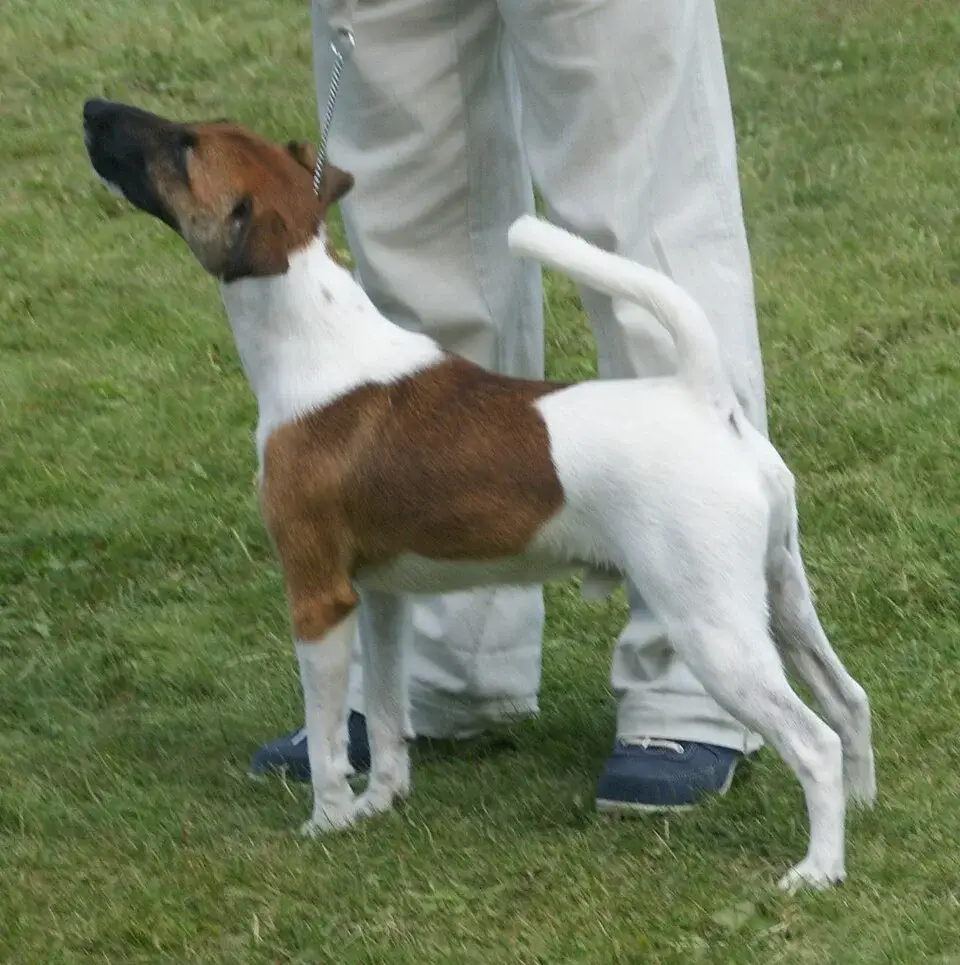 Smooth Fox Terrier photo