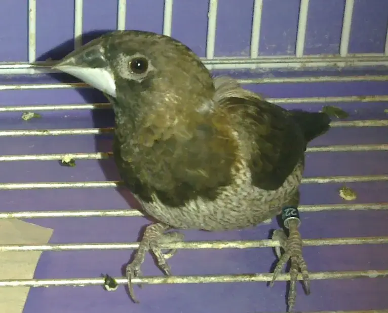 Society Finch photo