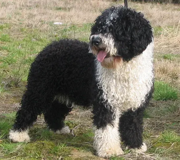 Spanish Water Dog photo