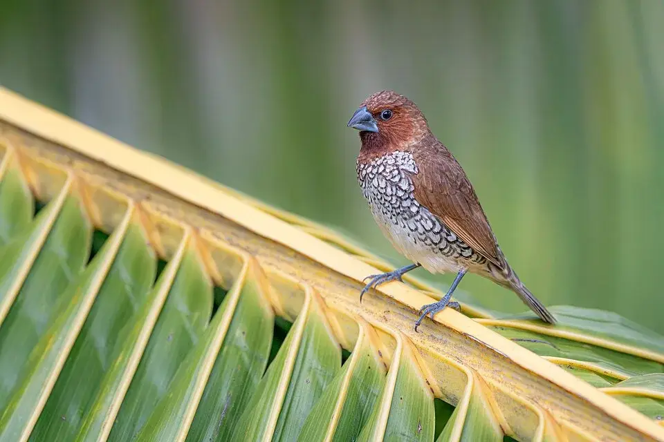 Spice Finch photo