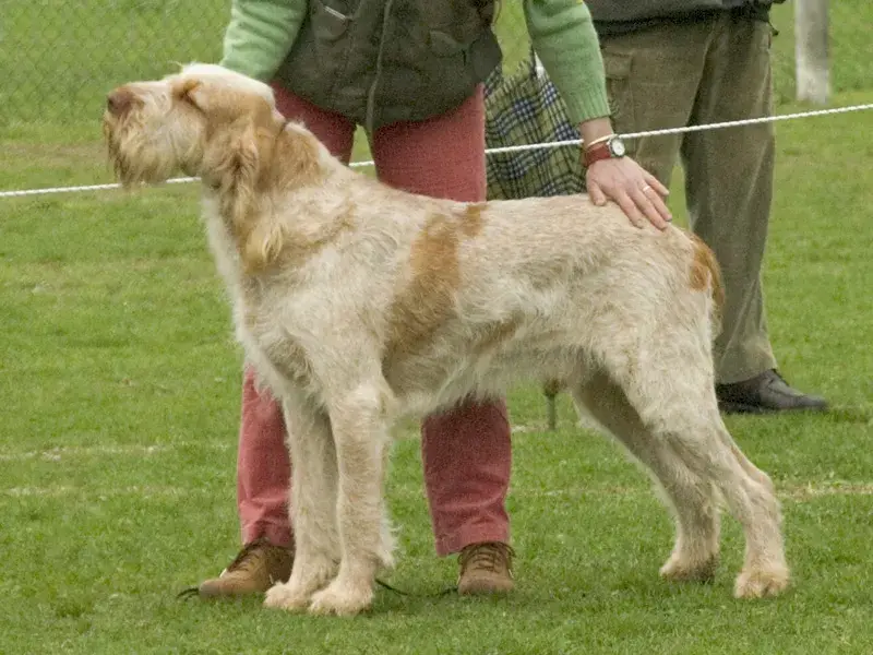 Spinone Italiano photo