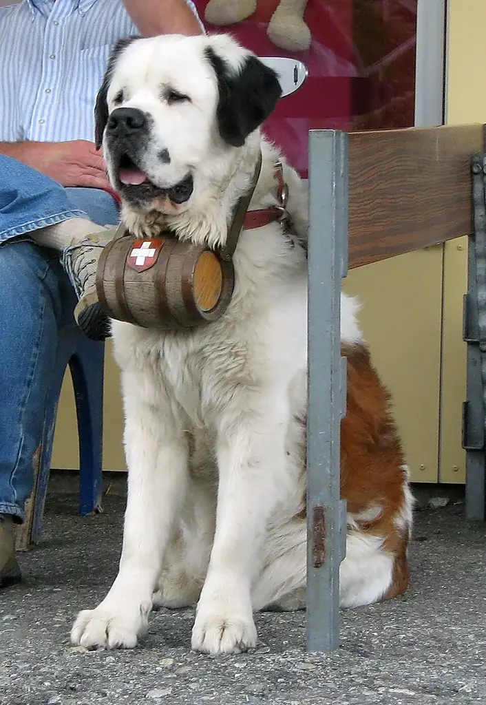 Saint Bernard photo