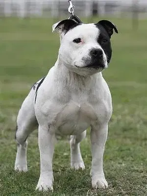 Staffordshire Bull Terrier photo