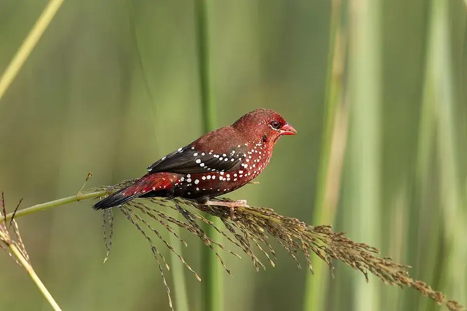 Strawberry Finch photo