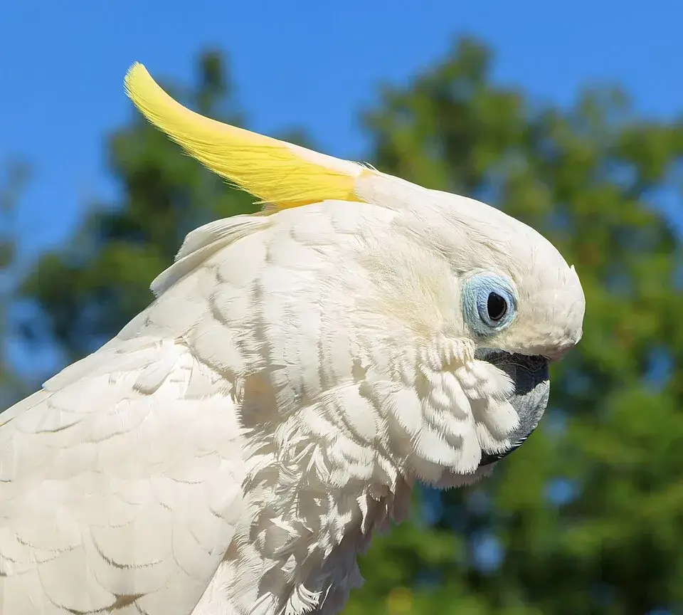 Sulphur-Crested Cockatoo photo