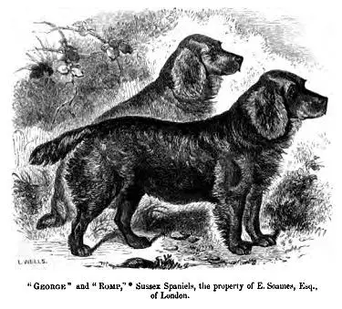 Sussex Spaniel photo