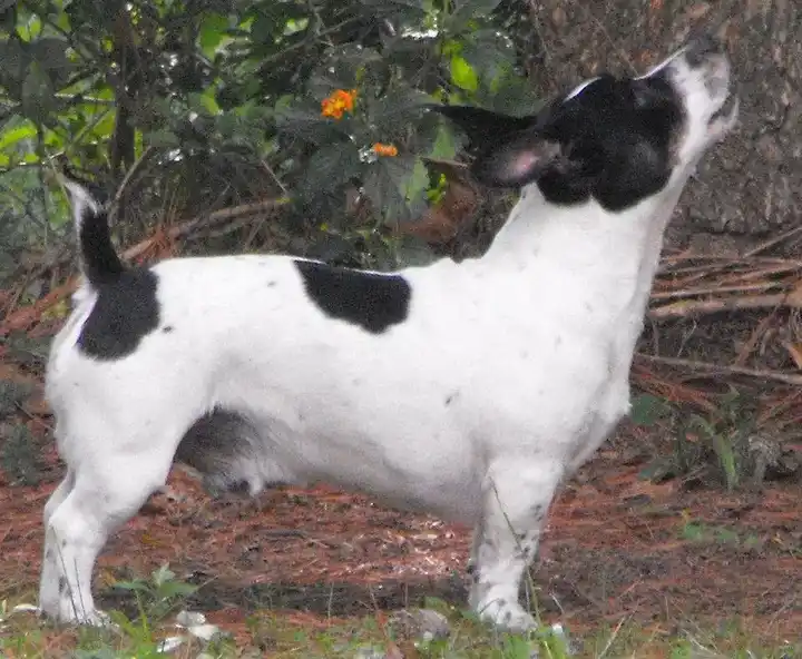Teddy Roosevelt Terrier photo