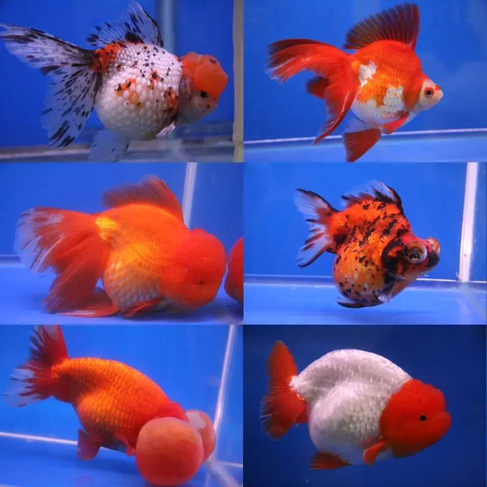 Telescope Eye Goldfish photo