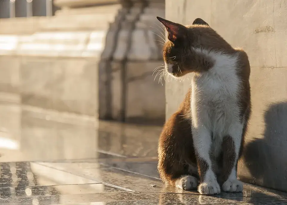Thai Cat photo