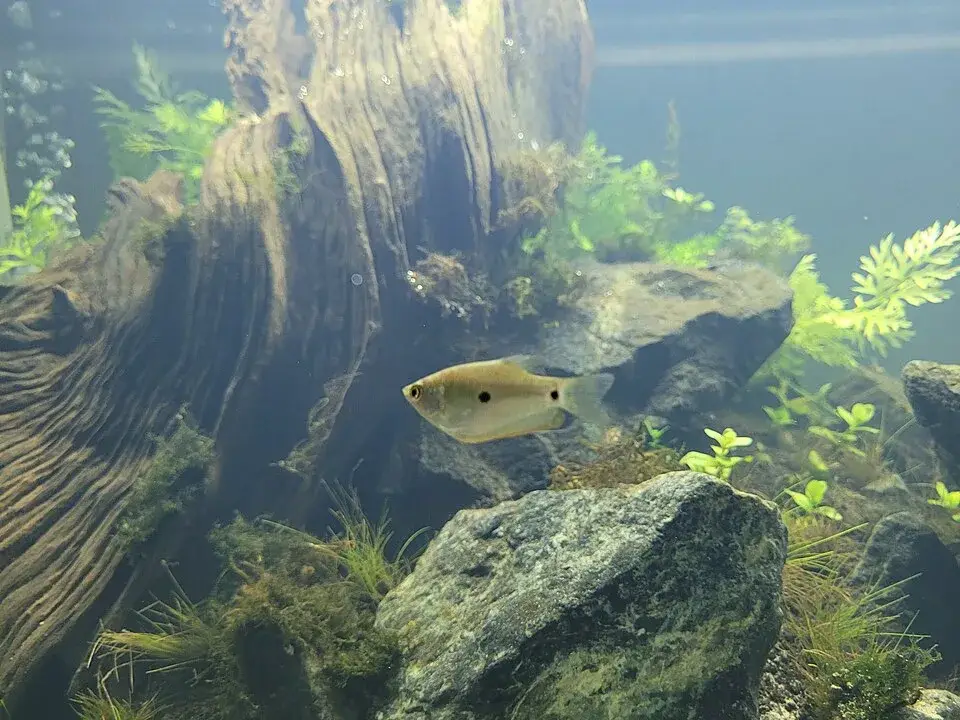 Three Spot Gourami photo