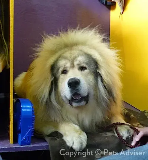 Tibetan Mastiff photo