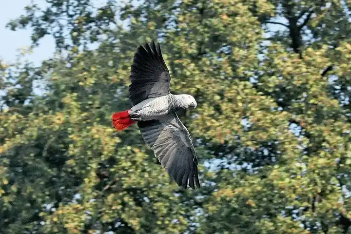 Timneh African Grey Parrot photo